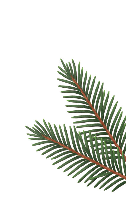 еловая ветка