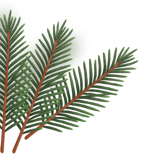 еловая ветка